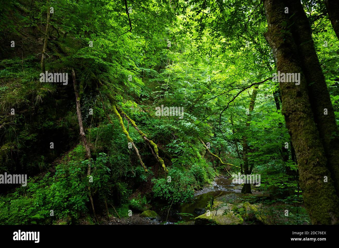 Grüne Lunge des Planeten, Urwälder in deutschland, Klimawandel Stockfoto