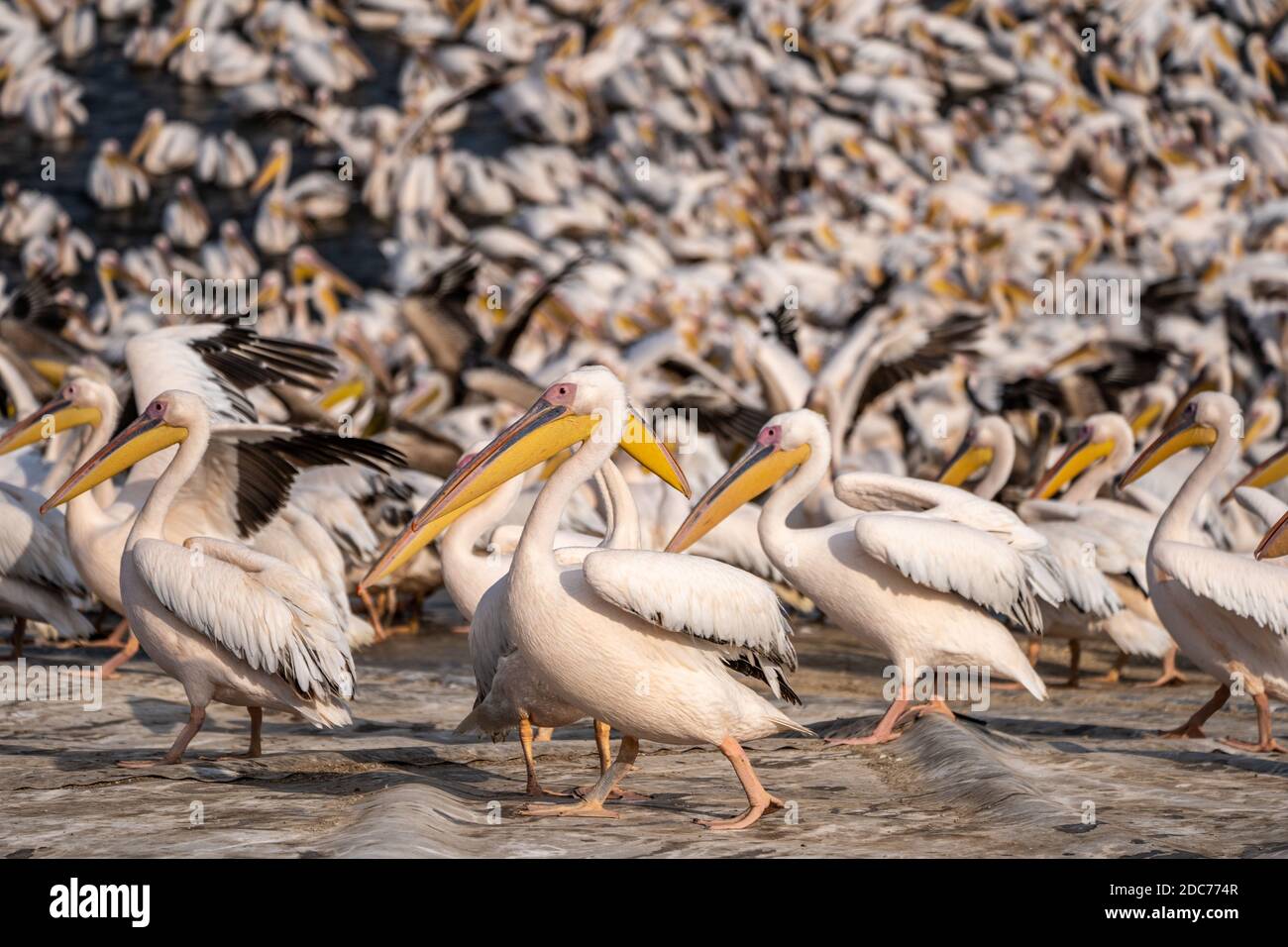 Große Schar von großen weißen Pelikan (Pelecanus onocrotalus) auch bekannt als die östlichen weißen Pelikan, rosigen Pelikan oder weißen Pelikan ist ein Vogel in der pe Stockfoto