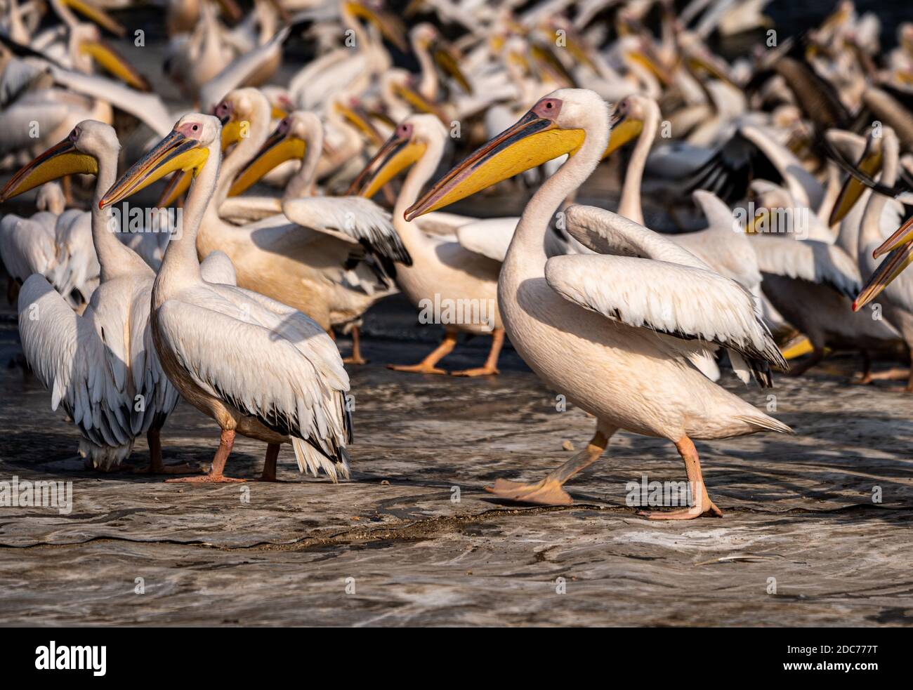 Große Schar von großen weißen Pelikan (Pelecanus onocrotalus) auch bekannt als die östlichen weißen Pelikan, rosigen Pelikan oder weißen Pelikan ist ein Vogel in der pe Stockfoto