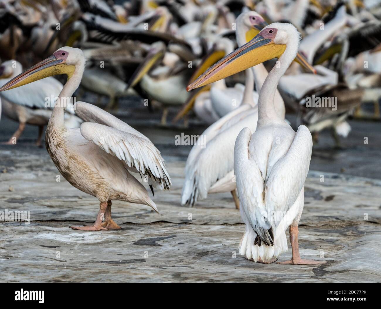 Große Schar von großen weißen Pelikan (Pelecanus onocrotalus) auch bekannt als die östlichen weißen Pelikan, rosigen Pelikan oder weißen Pelikan ist ein Vogel in der pe Stockfoto