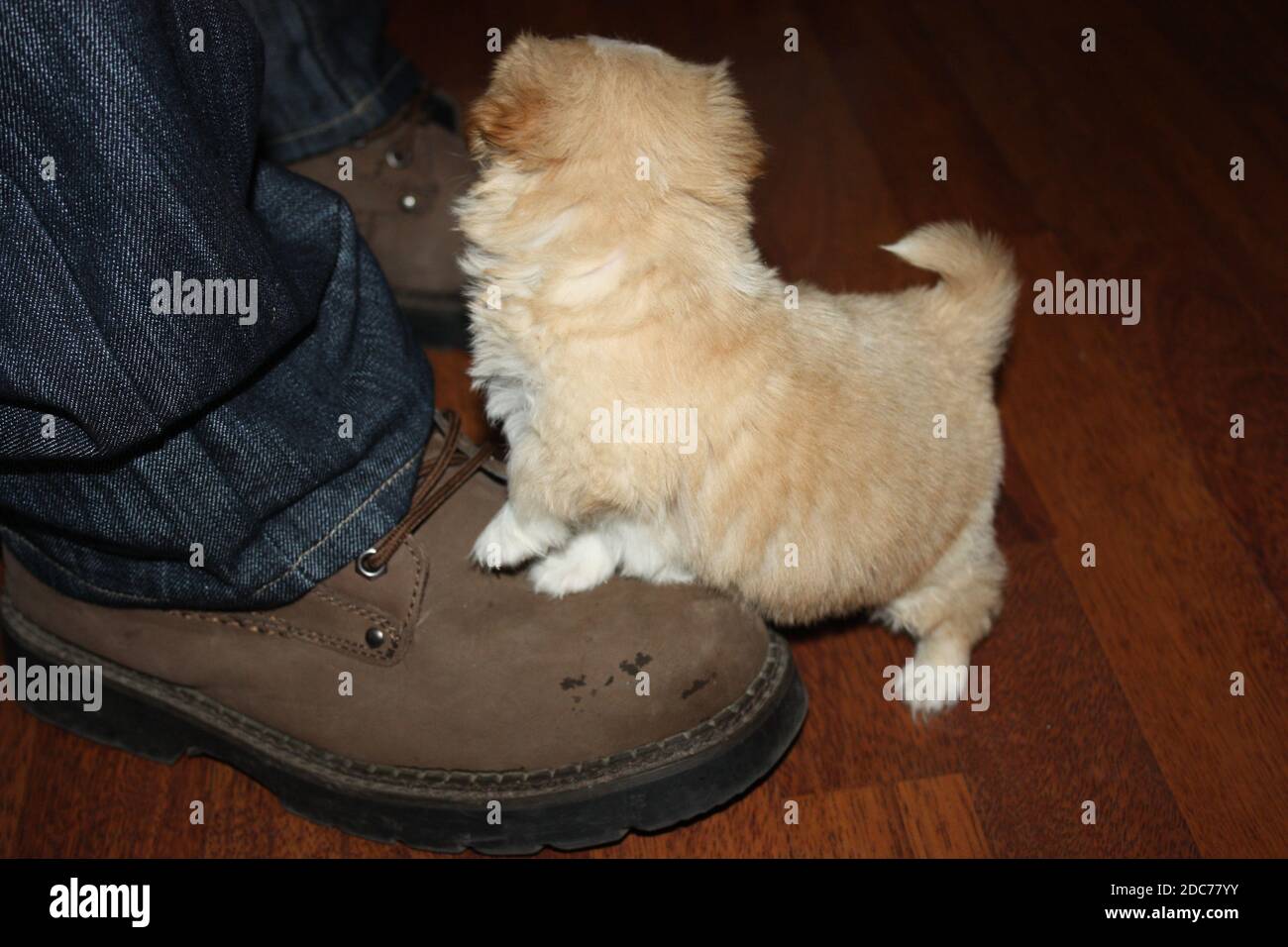 Nahaufnahme eines niedlichen Welpen auf einem Schuh Stockfoto