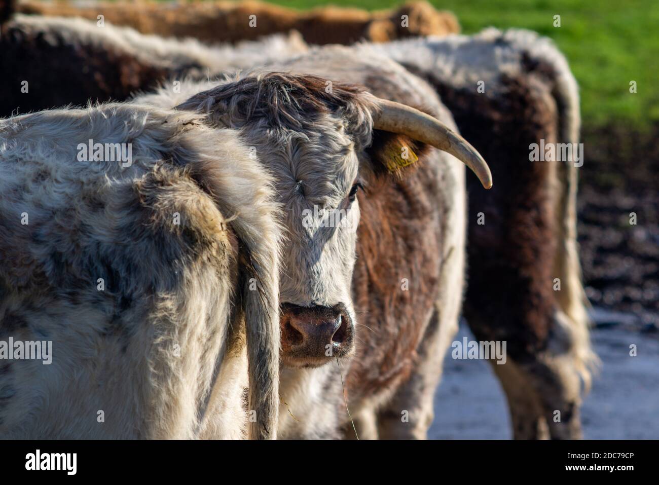 Hornrinder baden bei hellem Sonnenschein am kalten Herbstnachmittag. Stockfoto