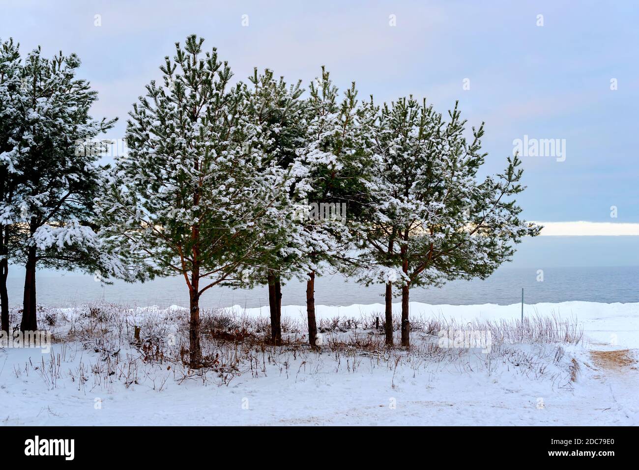 Winter in Lettland. Ein paar Fichten, ein Strand im Schnee und die gefrorene Ostsee im Hintergrund. Idyllische und entspannende Aussicht Stockfoto