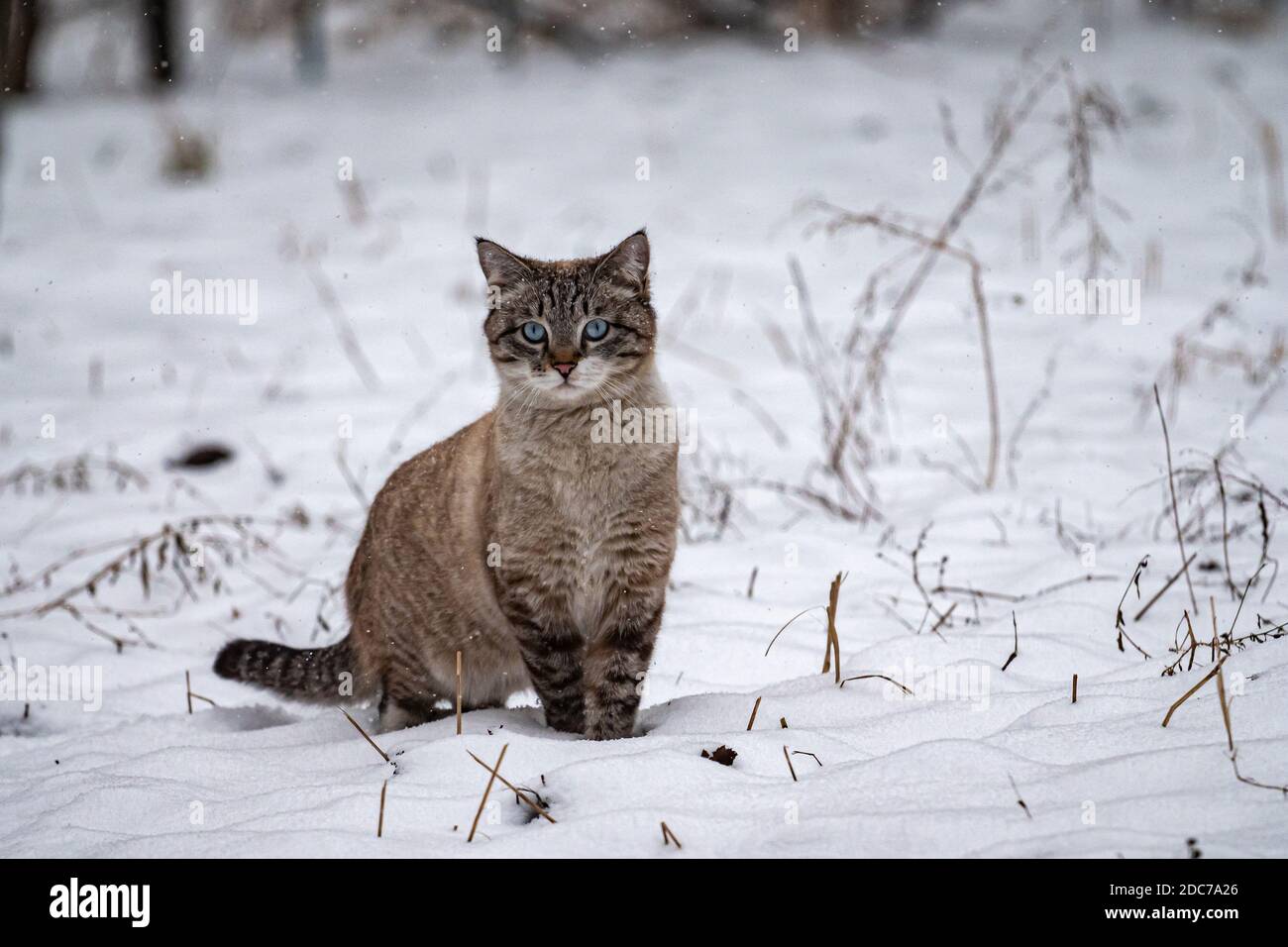 Süßes blauäugiges Kätzchen im Winter vom Schneefall überrascht. Schöne Kätzchen im Winter im Freien. Neva maskiert sibirische Katze Stockfoto