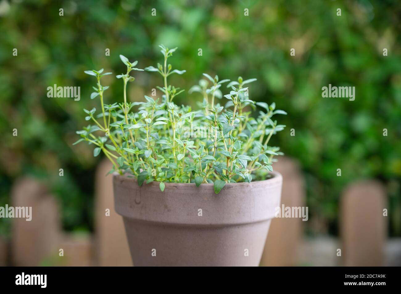 Thymian in einem braunen Tontopf vor grünem Hintergrund Auf einem rustikalen Holztisch Stockfoto