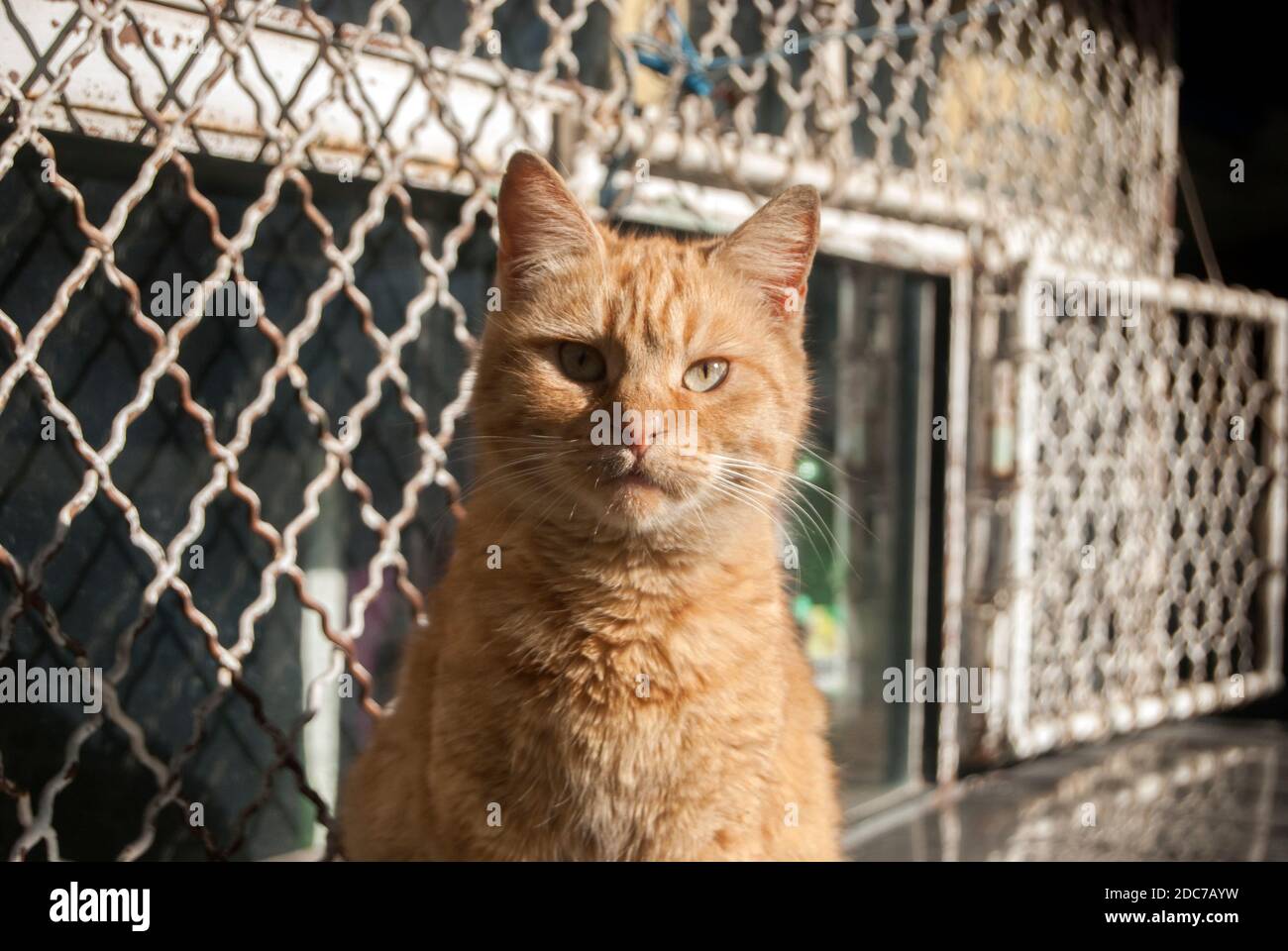 Rote Ingwer tabby Straßenkatze Nahaufnahme an sonnigen Tag Stockfoto