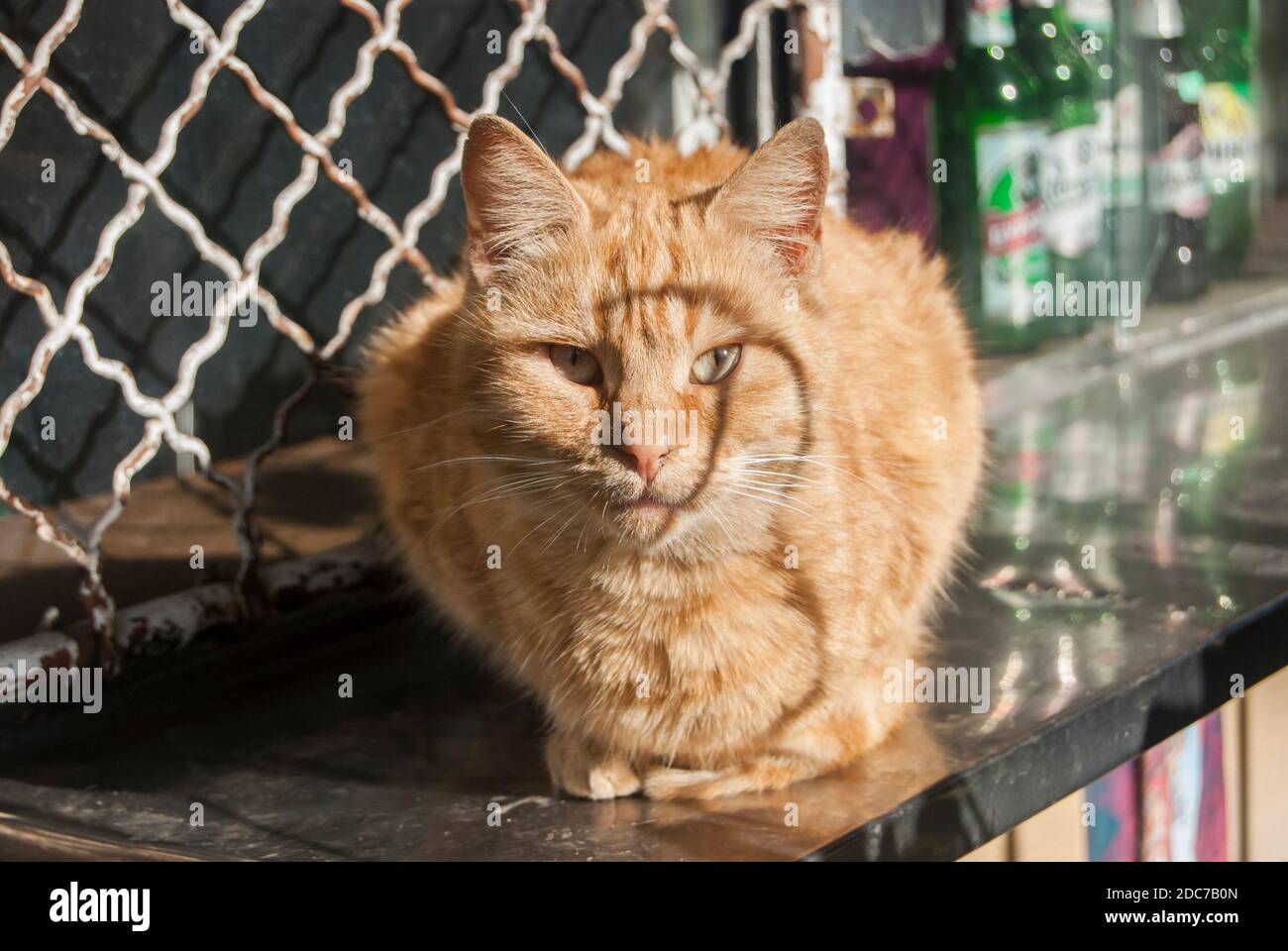 Rote Ingwer tabby Straßenkatze Nahaufnahme an sonnigen Tag Stockfoto