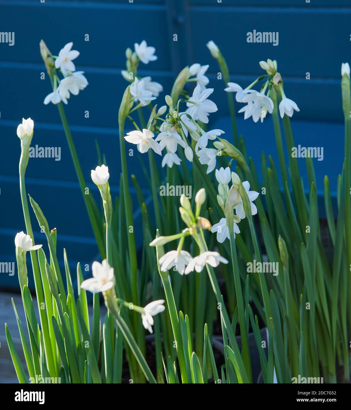 Weiße Narzisse (Daffodil), die in Töpfen im Herbstsonnenschein wachsen, um als Zimmerpflanzen verwendet zu werden. Stockfoto