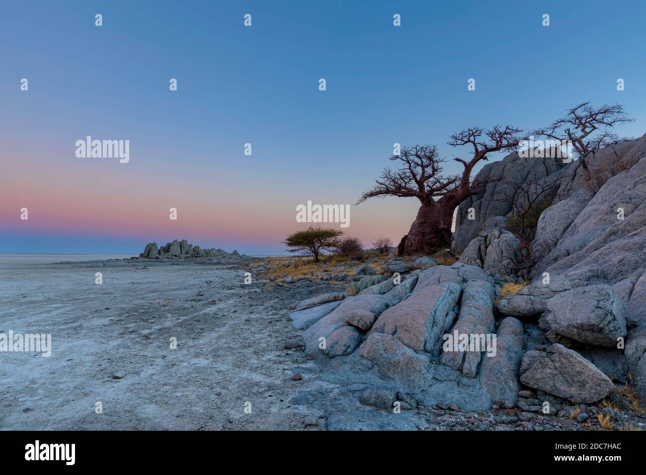 Baobab Baum und Felsen auf Kubu Insel nach Sonnenuntergang Stockfoto