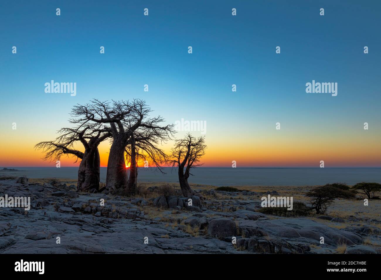 Sonnenaufgang bei Baobab-Bäumen auf Kubu Island Stockfoto