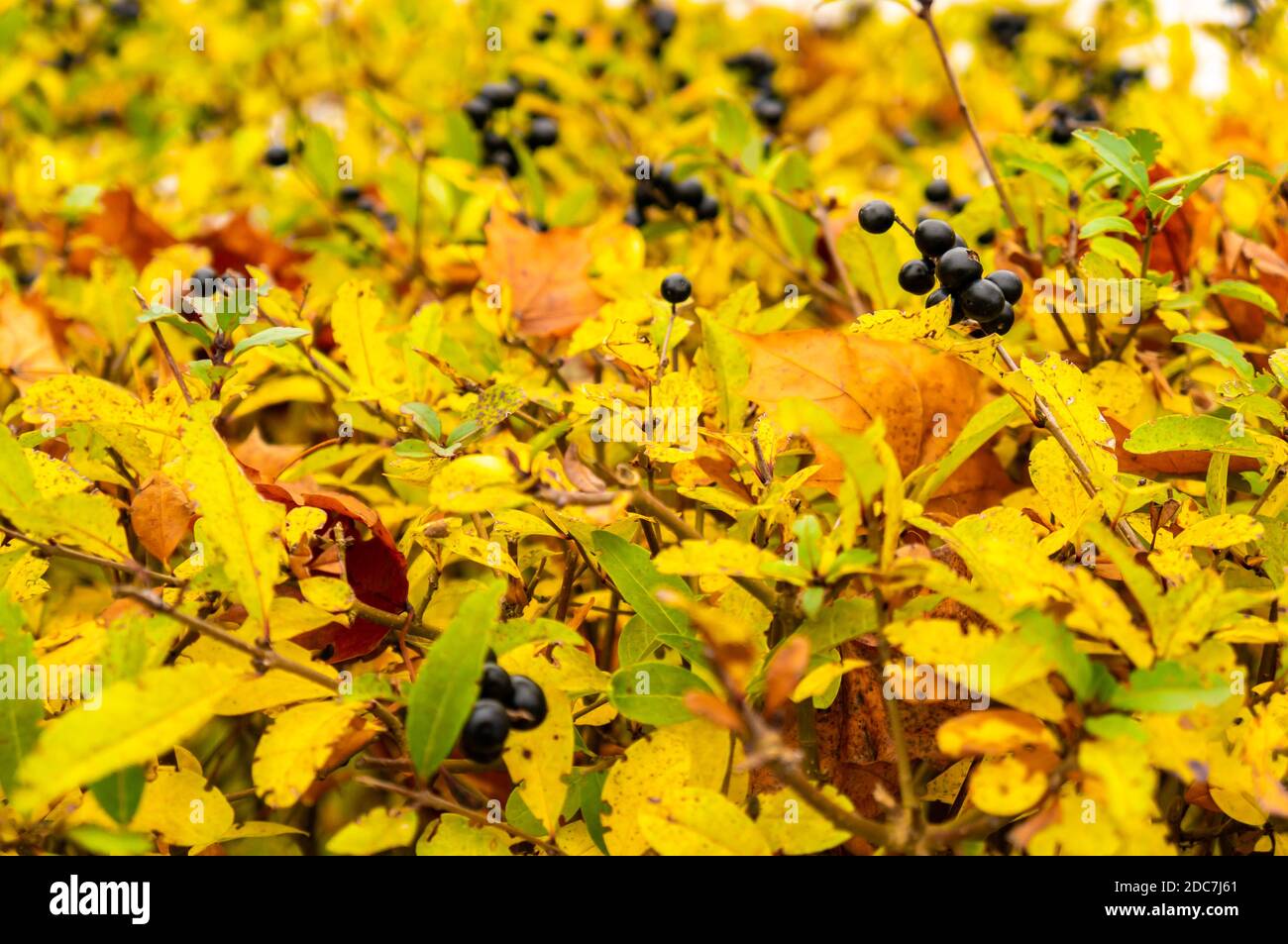 Eine Nahaufnahme eines wilden Busches in einem Feld Unter dem Sonnenlicht im Herbst Stockfoto