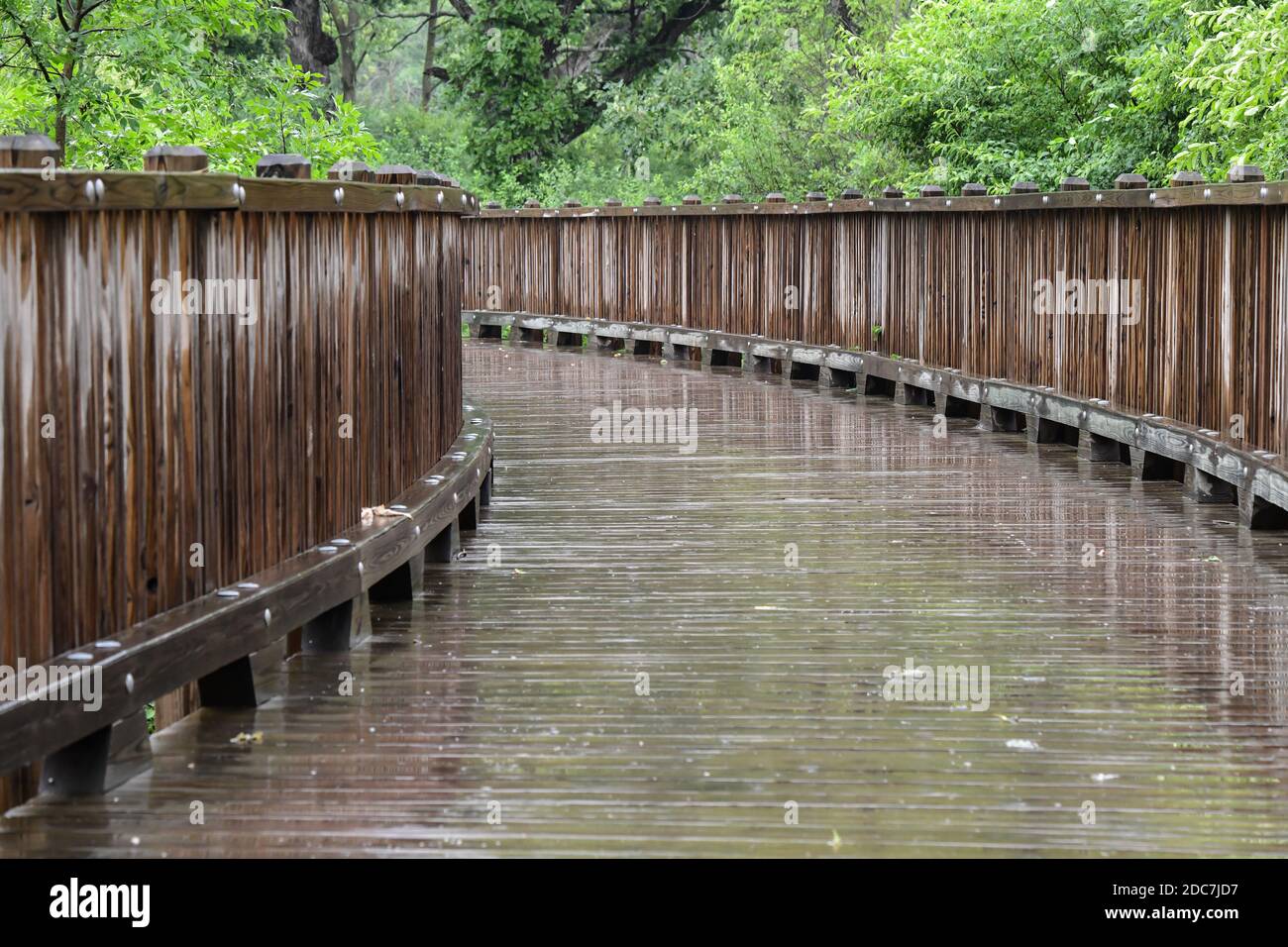 Leere Holzboardwalk Fußweg auf dem Wanderweg durch die Wald im Regen Stockfoto