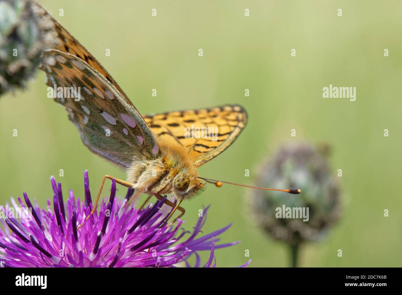 Dunkelgrün Fritillaryschmetterling (ceriagrion Doris) Fütterung auf eine größere Flockenblume Blume (Centaurea scabiosa) in einer Kreide Grünland Wiese, Wiltshire, Großbritannien Stockfoto