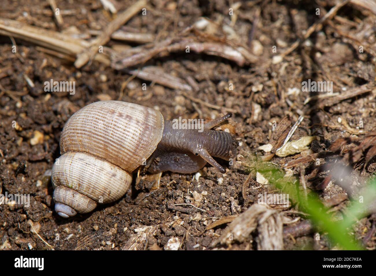 Land winkle / Rundschnecke (Pomatias elegans), eine Landschnecke mit einem Operculum, verwandt mit Meeresschnecken, in einer Kreidewiese, Wiltshire Stockfoto