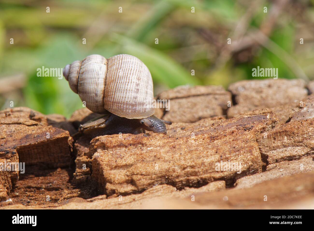 Land winkle / Rundschnecke (Pomatias elegans), eine Landschnecke mit einem Operculum, verwandt mit Meeresschnecken, in einer Kreidewiese, Wiltshire Stockfoto