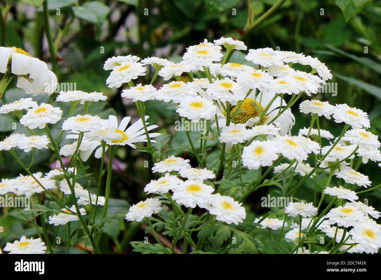 Weisse margeriten Fotos und Bildmaterial in hoher Auflösung Alamy