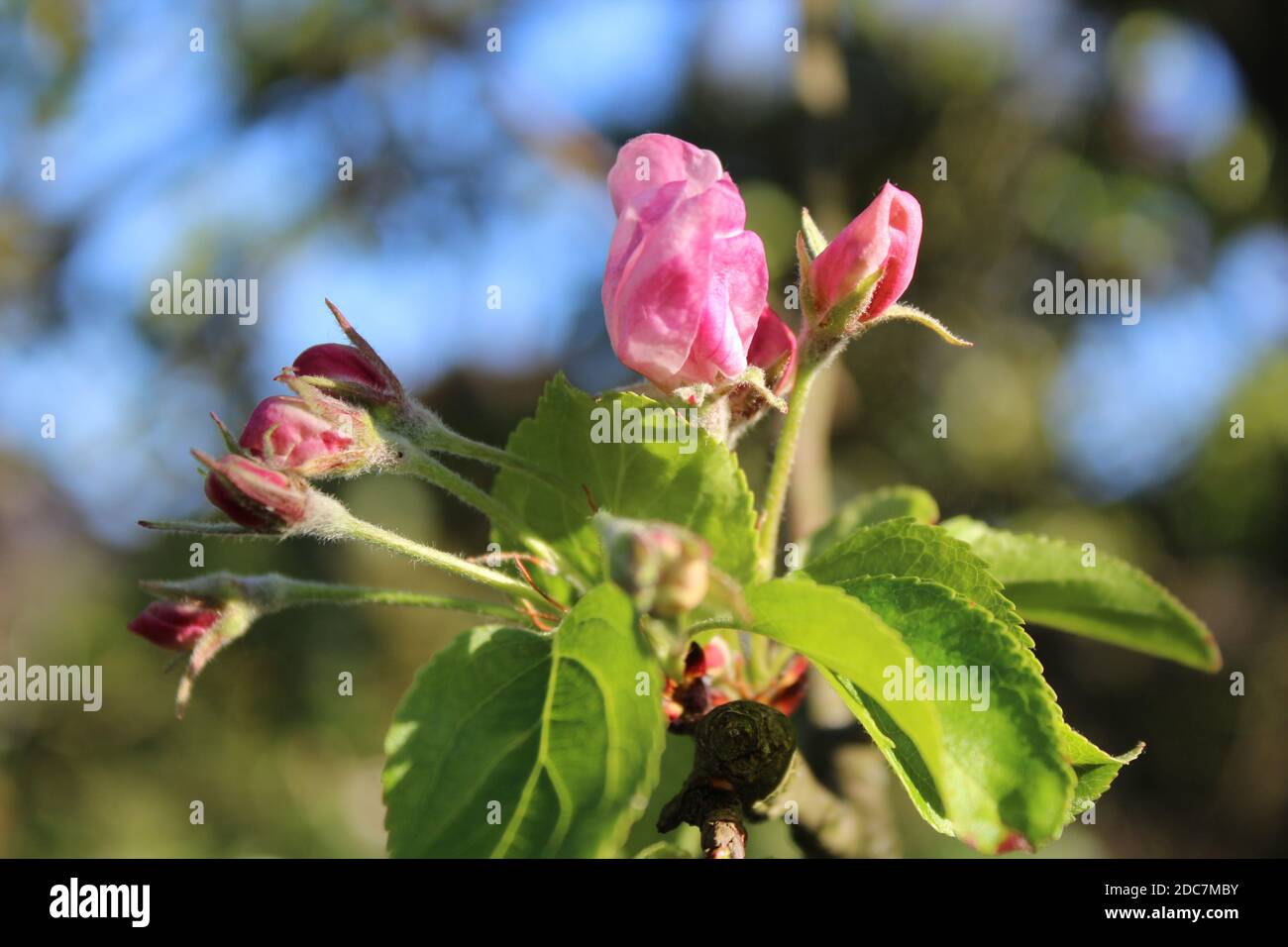 Magnolienbaum in blute Fotos und Bildmaterial in hoher Auflösung Alamy