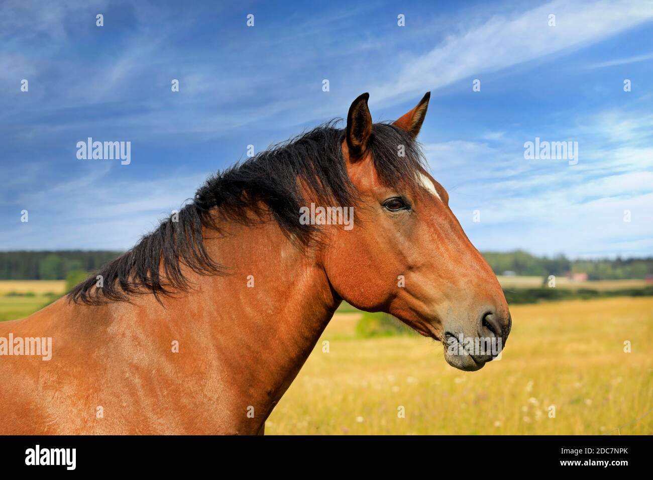 Schöne Lorbeer im Feld an einem schönen Tag des Spätsommers, im Profil gesehen. Stockfoto