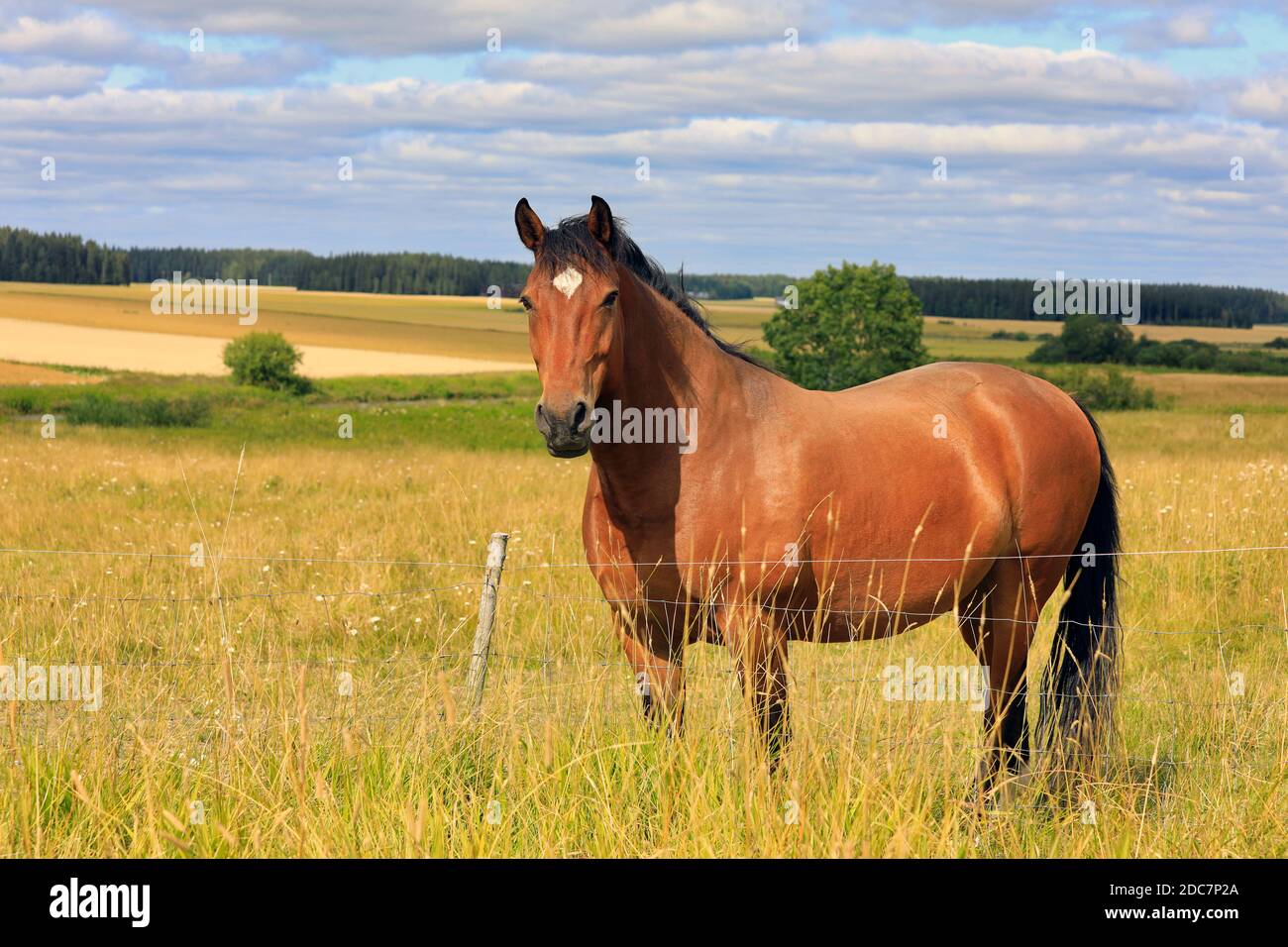 Schönes Lorbeerpferd, das an einem Spätsommertag auf einer Wiese hinter dem Farmgrundzäunen steht. Stockfoto