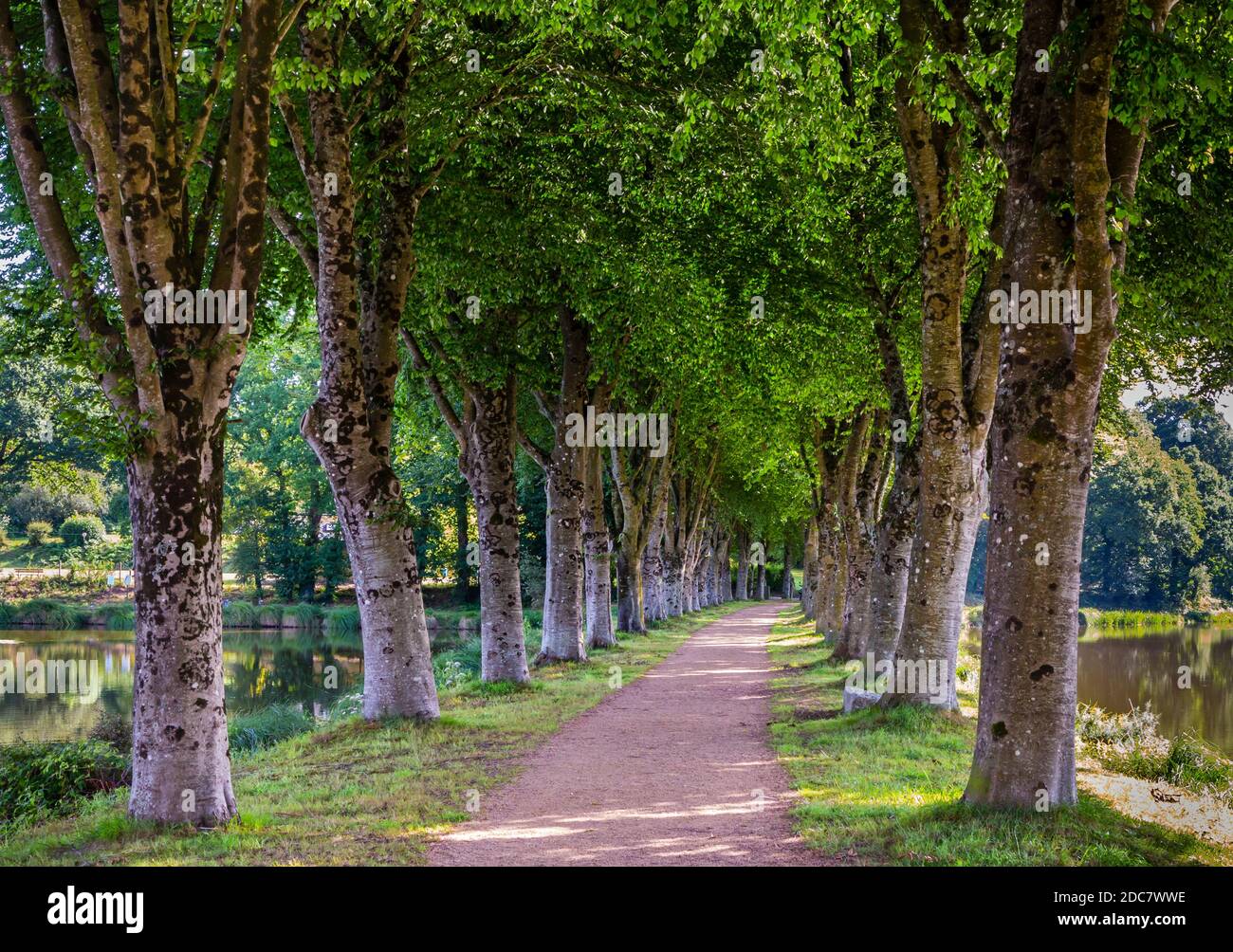 Allee der Bäume in der Nähe eines Sees in Le Haut-Corlay in der westlichen Bretagne in Frankreich. Stockfoto
