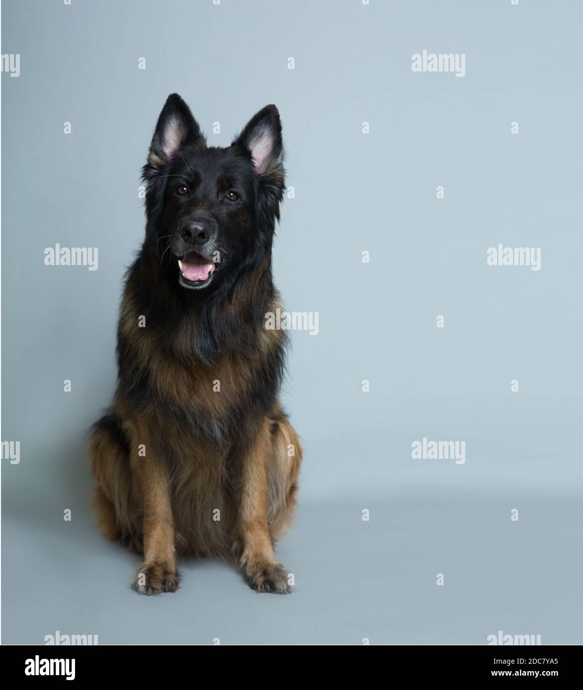 Deutscher langhaariger Schäferhund sitzt auf einem grauen isolierten Hintergrund Im Studio Stockfoto