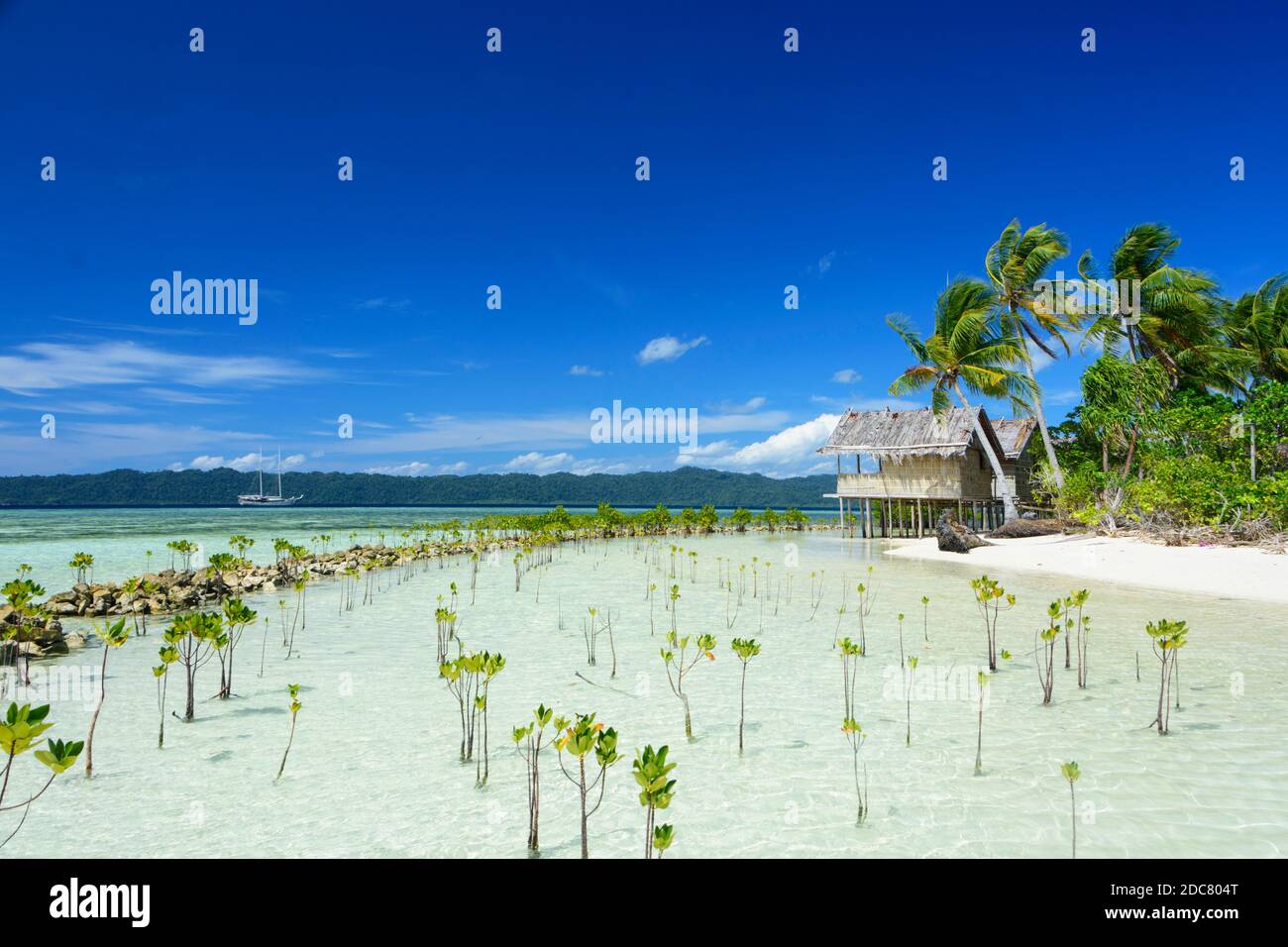 Mangroven Sämlinge in der Nähe eines Stelzenhauses. Arborek, Raja Ampat, Westpapua, Indonesien Stockfoto