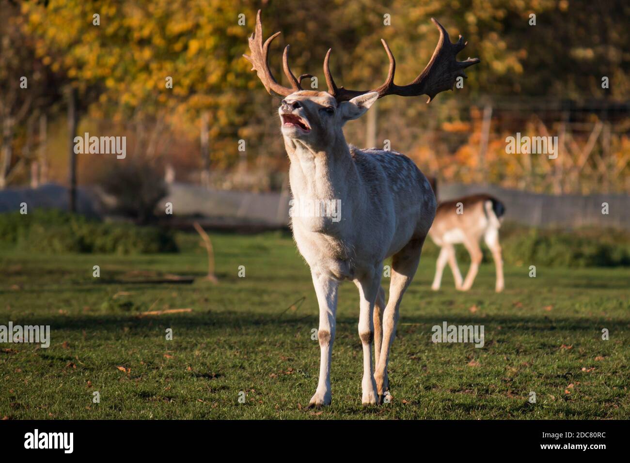 Männlicher Damhirsch (Dama dama) führt Paarungsruf durch Stockfoto