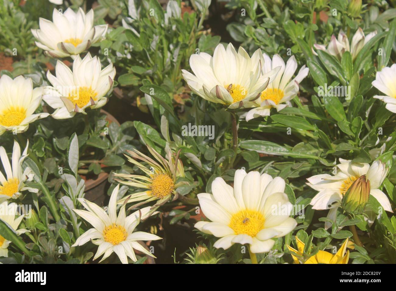 Ein paar schöne und frische weiße Blumen Stockfoto