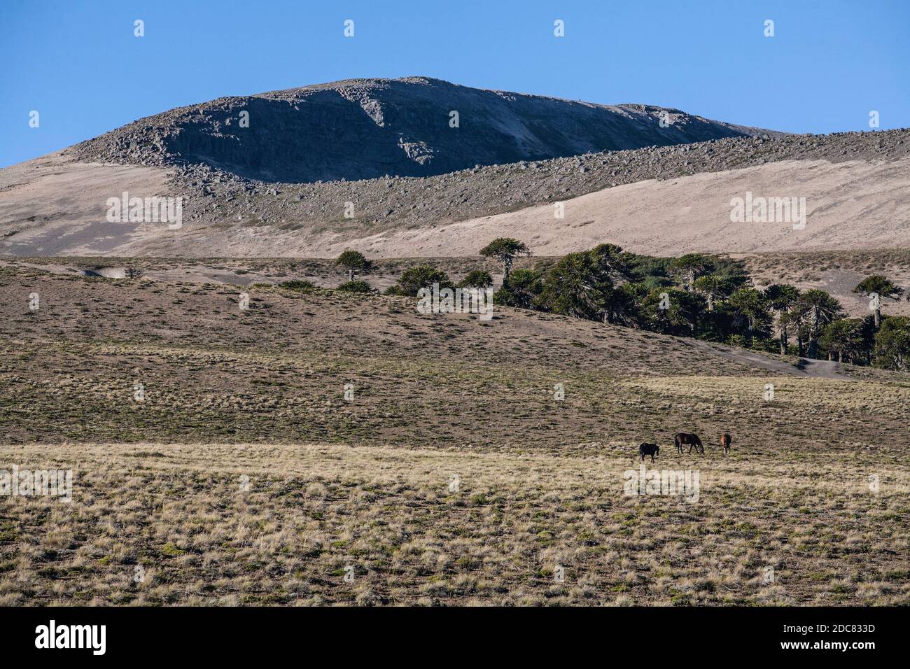 Eine kurze Wanderung zum Gipfel des Volcan Batea Mahuida vom Fuße der Villa Pehuenia. Stockfoto