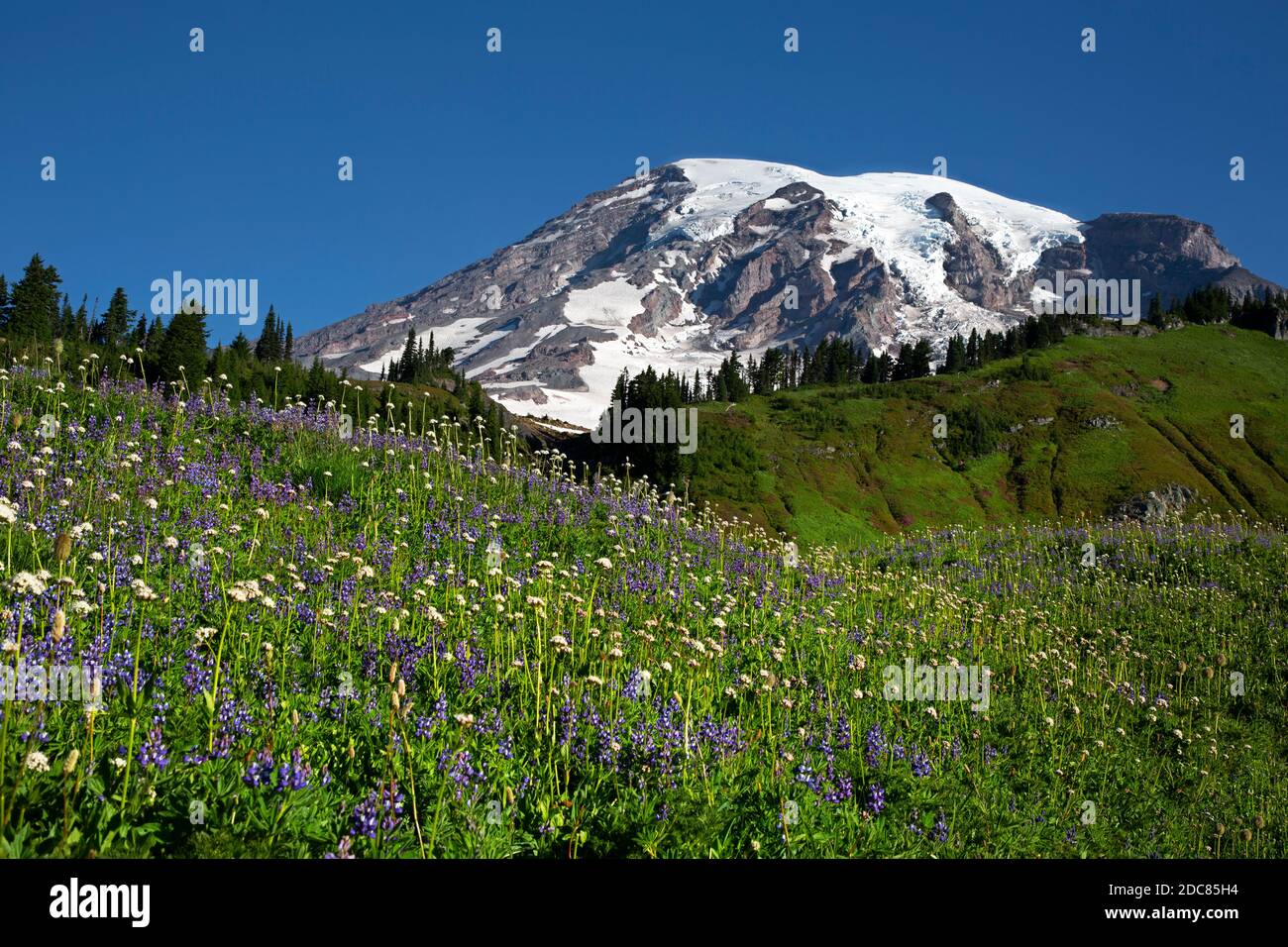 WA1825p-00...WASHINGTON - Wildblumen blühen im Edith Creek Basin Bereich des Mount Rainier National Park. Stockfoto