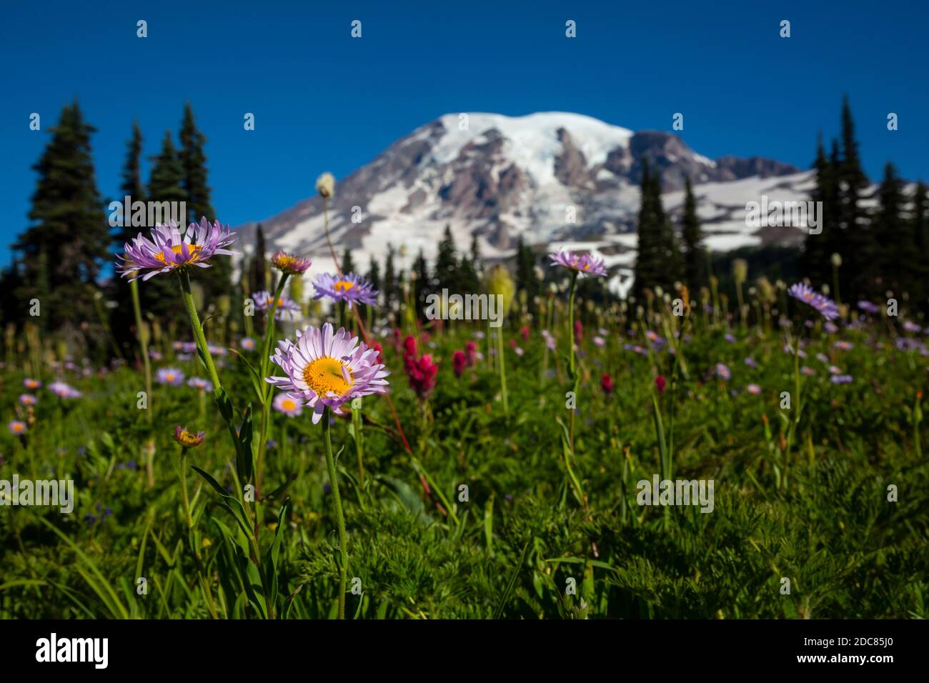 WA18260-00...WASHINGTON - The Mountain Gänseblümchen blüht auf einer Wiese auf dem Mazama Ridge im Olympic National Park. Stockfoto