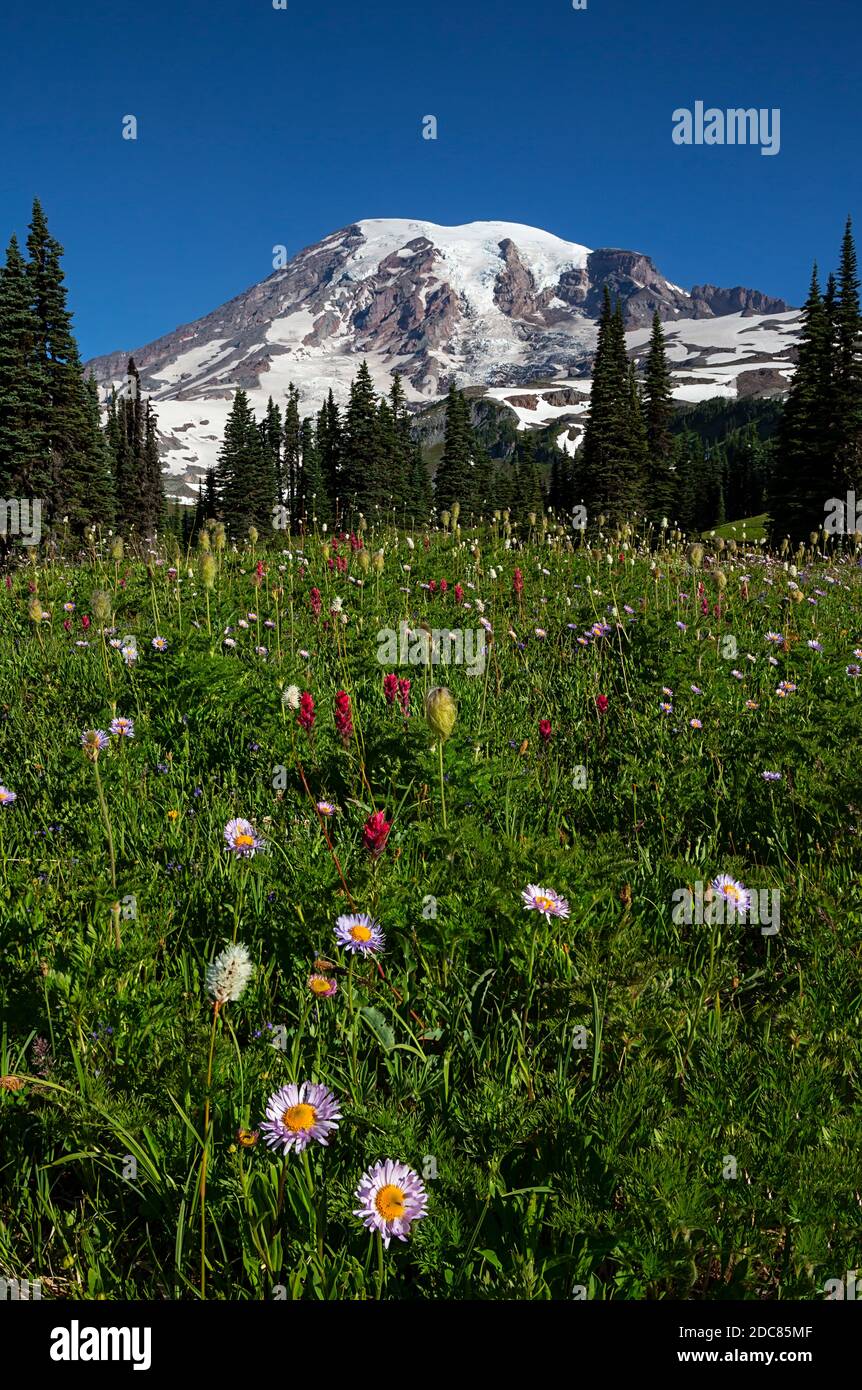 WA18261-00...WASHINGTON - der Berg Gänseblümchen blüht unter dem Pinsel und Die westliche Anemone in einer Wiese auf Mazama Ridge in Olympic National Par Stockfoto