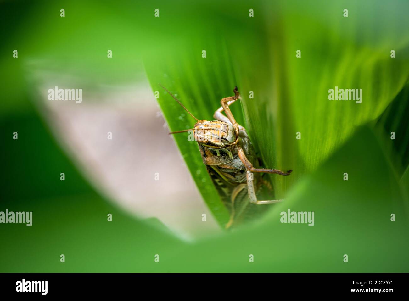 Grasshopper klettert im Garten in Ridgely, maryland, die Seite des Blattes hoch Stockfoto