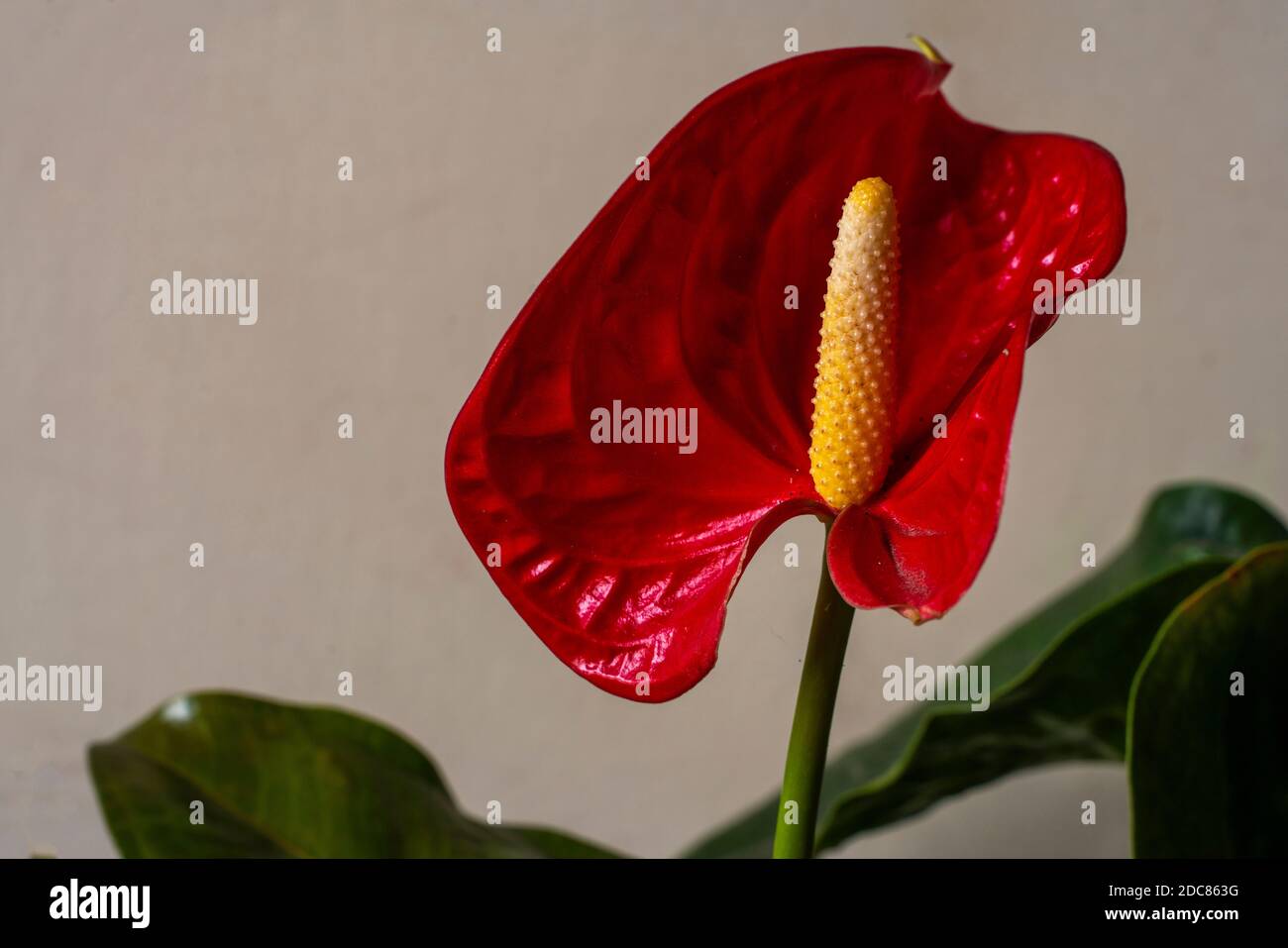 Anthurium ist eine herzförmige Blume. Anthurien symbolisieren Gastfreundschaft. Stockfoto