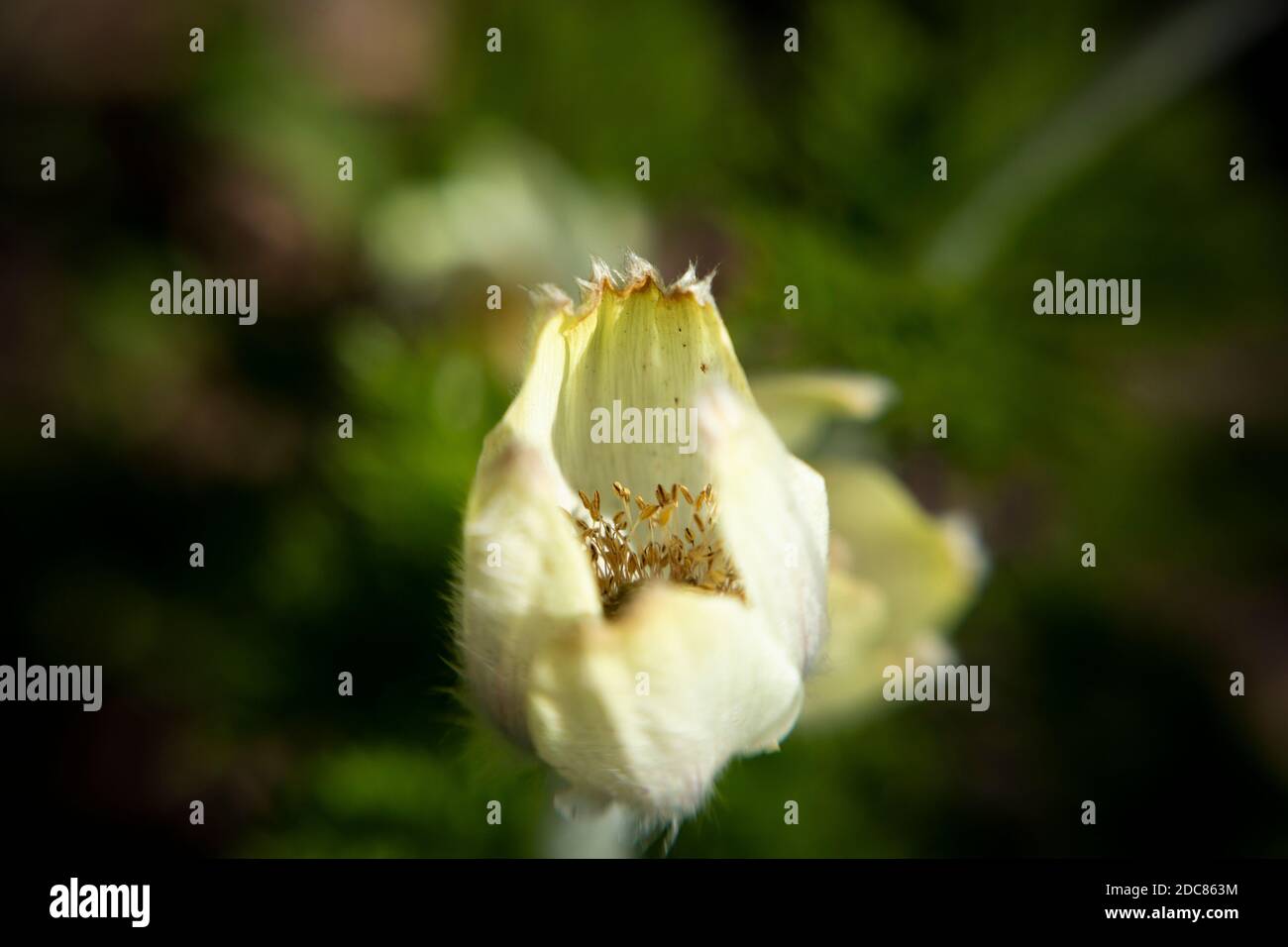 WA18267-00...WASHINGTON - EINE westliche Anemone, die auf einer Wiese im Mount Rainier National Park mit einem Lensbaby Sweet Spot 50 aufsät. Stockfoto