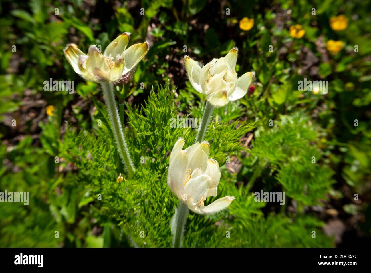 WA18269-00...WASHINGTON - EINE Samenschote, die sich aus blühenden Western Anemones im Mount Rainier National Park bildet. Stockfoto