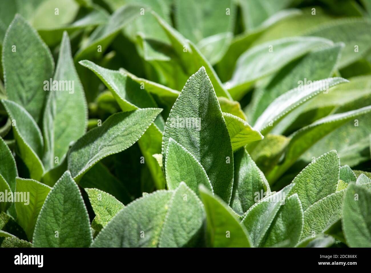 Garten an der University of Maryland, College Park Stockfoto