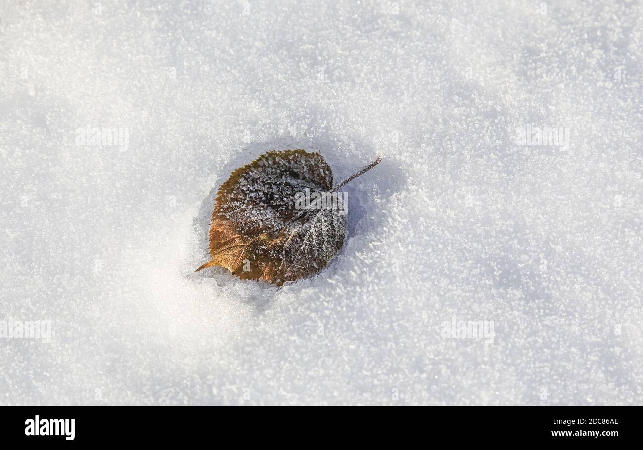 Das einzelne Blatt lag im Schnee in der Sonne. Ein kalter und doch schöner Novembertag. Stockfoto