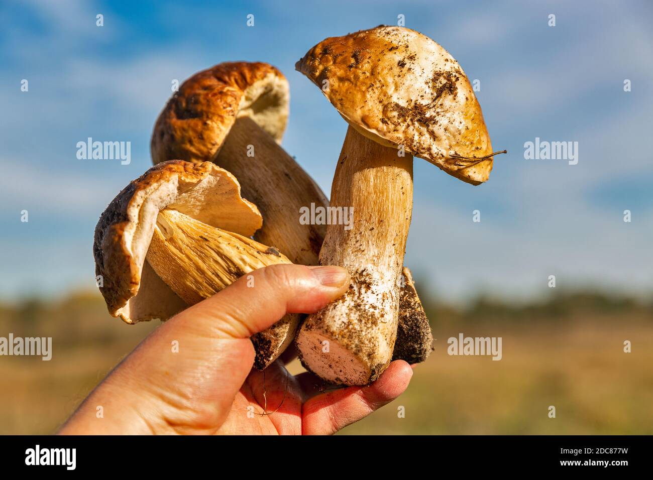 Menschliche Hand hält mehrere frisch geschnittene große Steinpilze aus der Nähe Im Freien Stockfoto