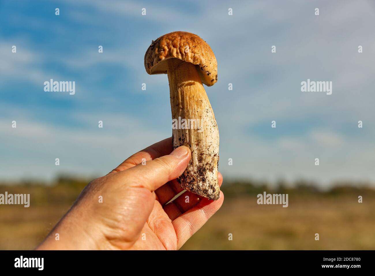 Menschliche Hand hält frisch geschnittenen großen Steinpilz Nahaufnahme im Freien Stockfoto