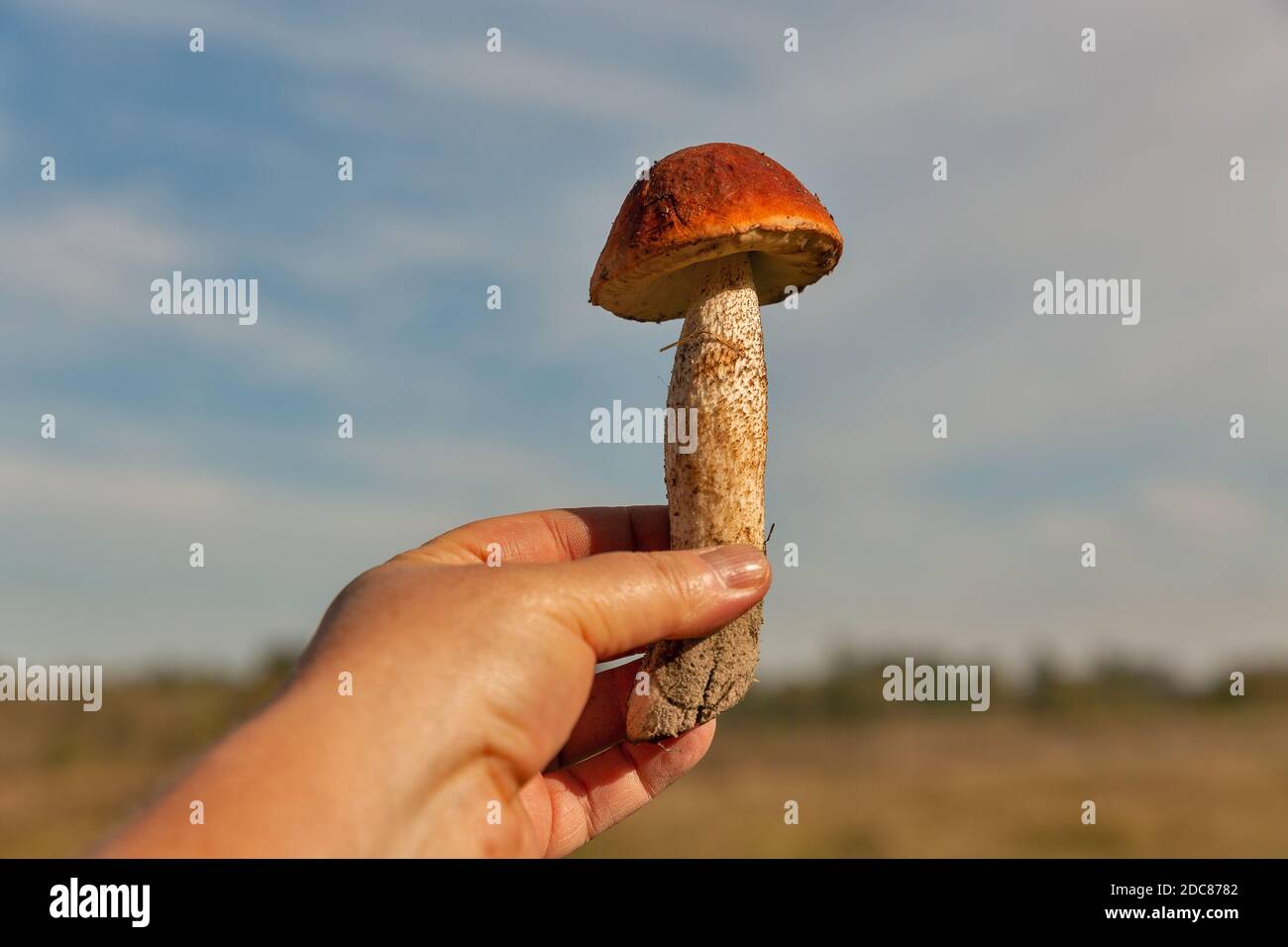 Menschliche Hand hält frisch geschnittenen großen Steinpilz Nahaufnahme im Freien Stockfoto