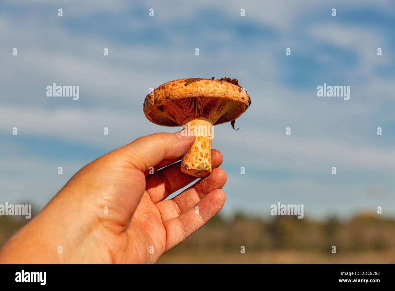 Menschliche Hand hält frisch geschnittenen großen Kamelinapilz Nahaufnahme im Freien Stockfoto