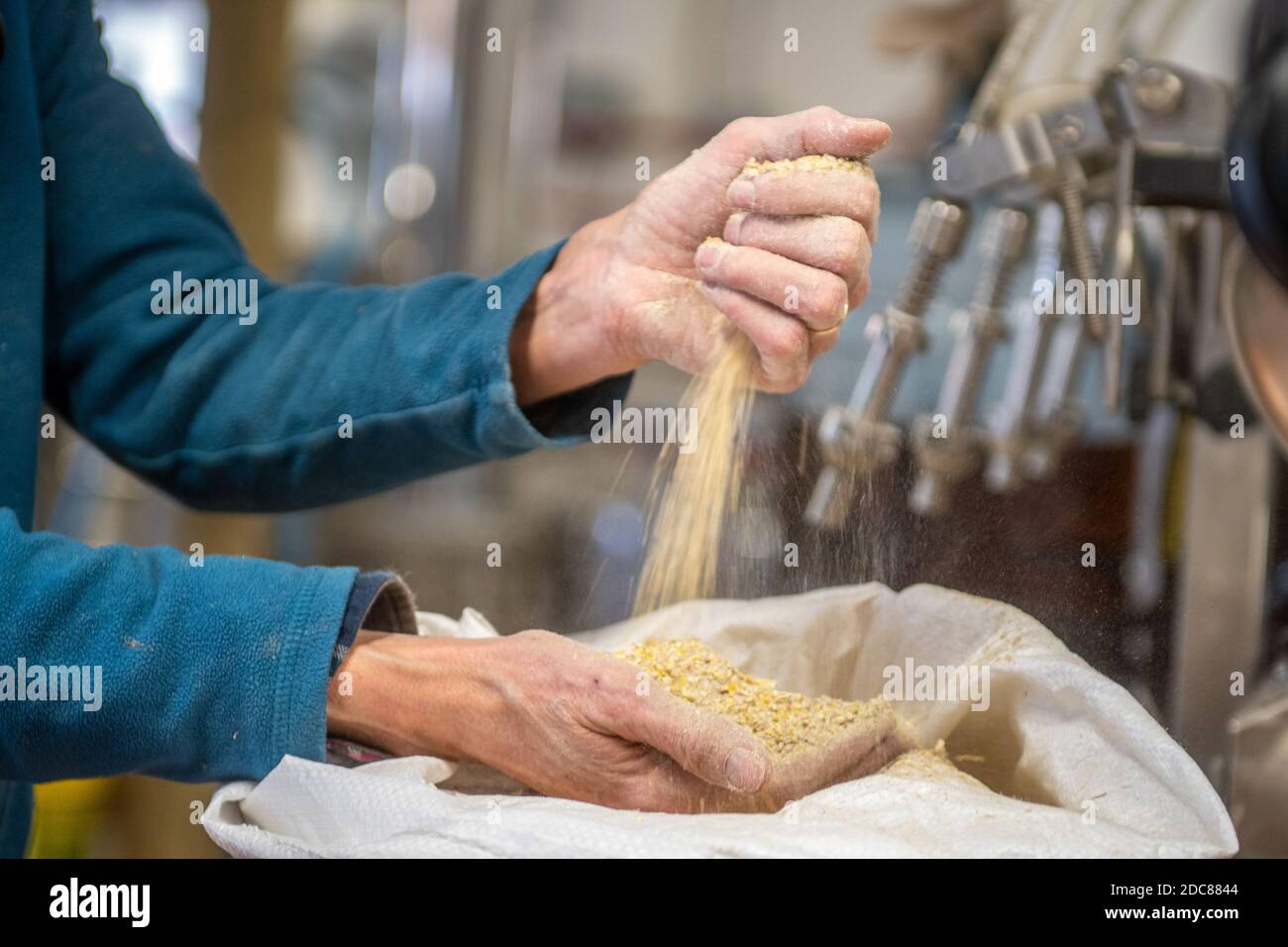 Hände Gießen Gerste während der Bierherstellung in der Tobacco Barn Distillery in Hollywood, MD. Stockfoto