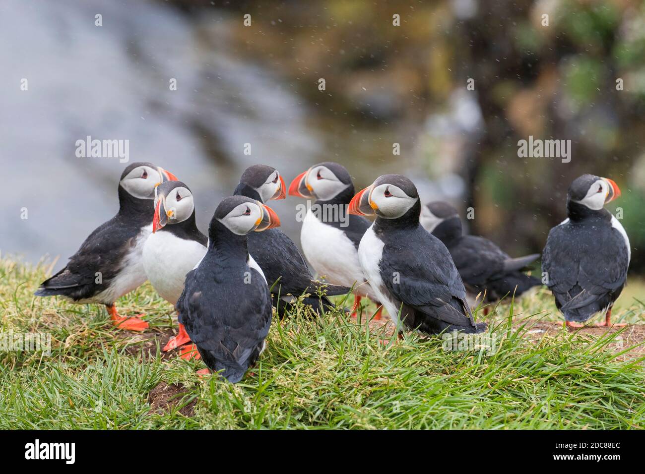 Atlantische Papageitaucher (Fraterkula arctica) auf der Klippe in Seevögel Kolonie im Regen im Sommer, Island Stockfoto