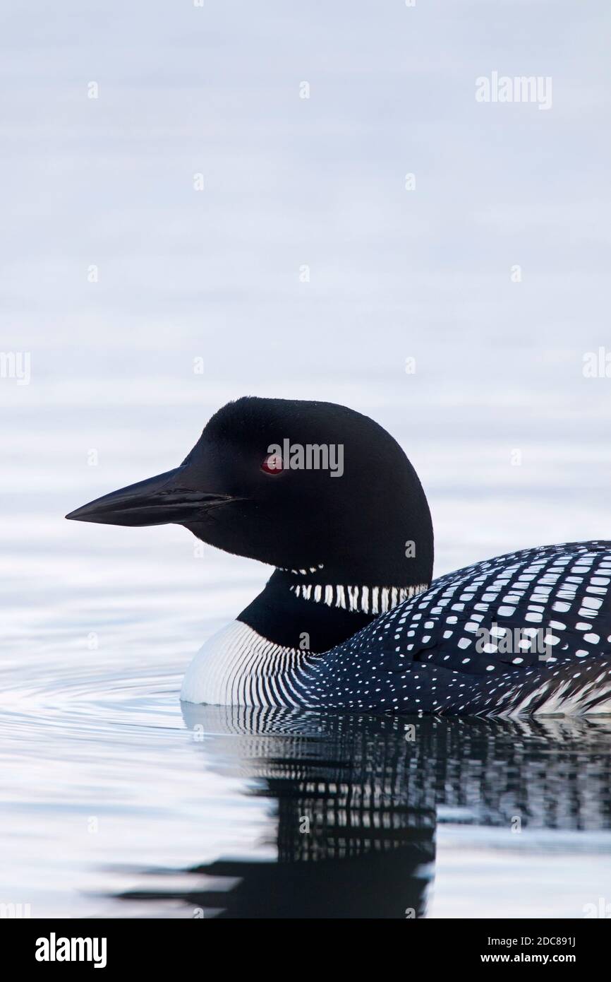 Gemeiner Loon / großer Nordtaucher (Gavia immer) In der Zucht schwimmt Gefieder im Sommer Stockfoto