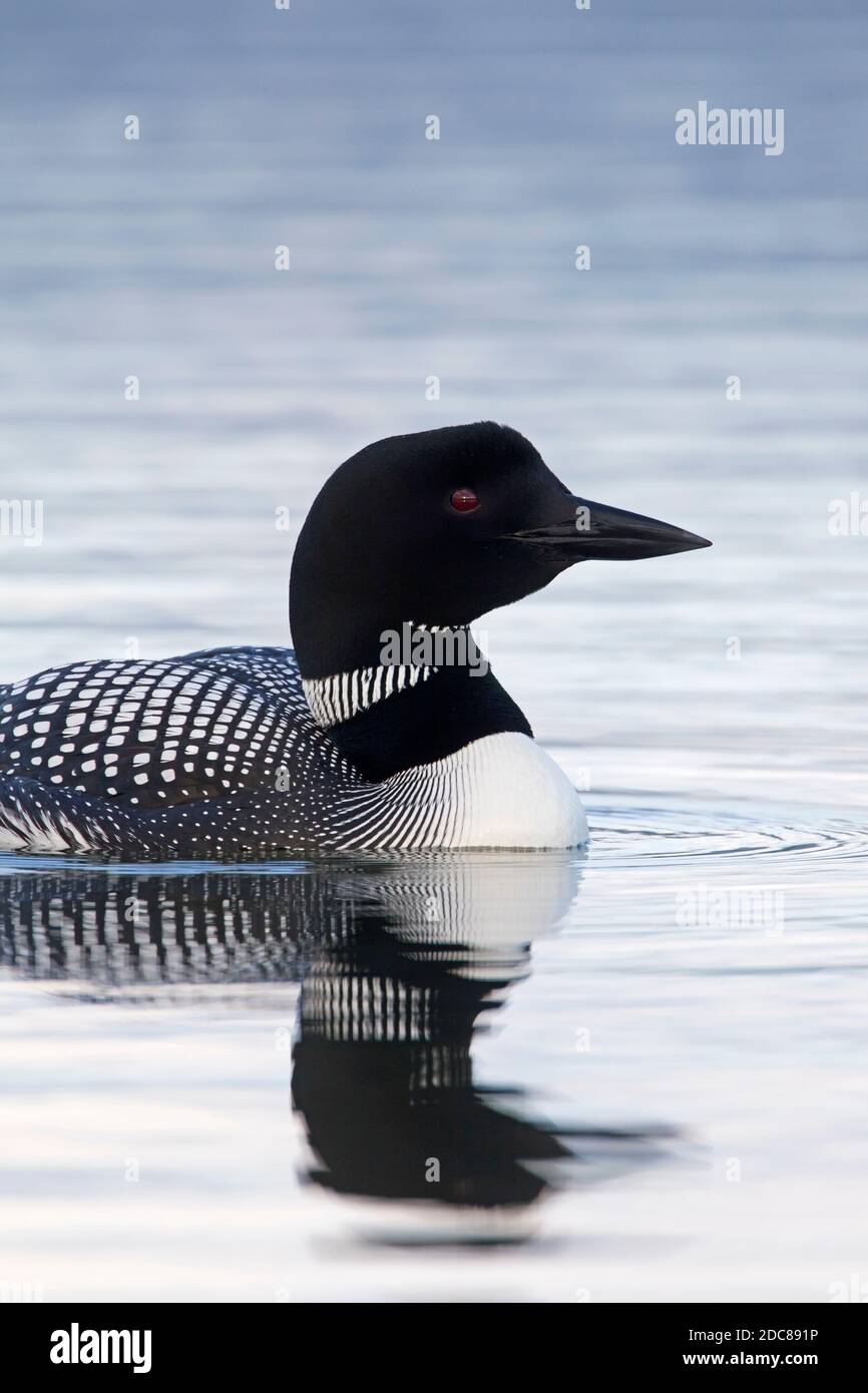 Gemeiner Loon / großer Nordtaucher (Gavia immer) In der Zucht schwimmt Gefieder im Sommer Stockfoto