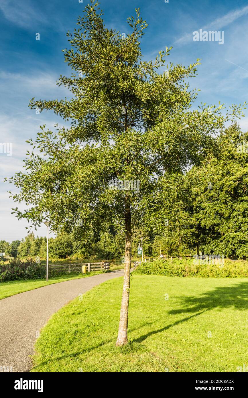 Junge Sorte der Erle, Alnus glutinosa 'Laciniata', im öffentlichen Park in der Gemeinde Alpen aan den Rijn Stockfoto