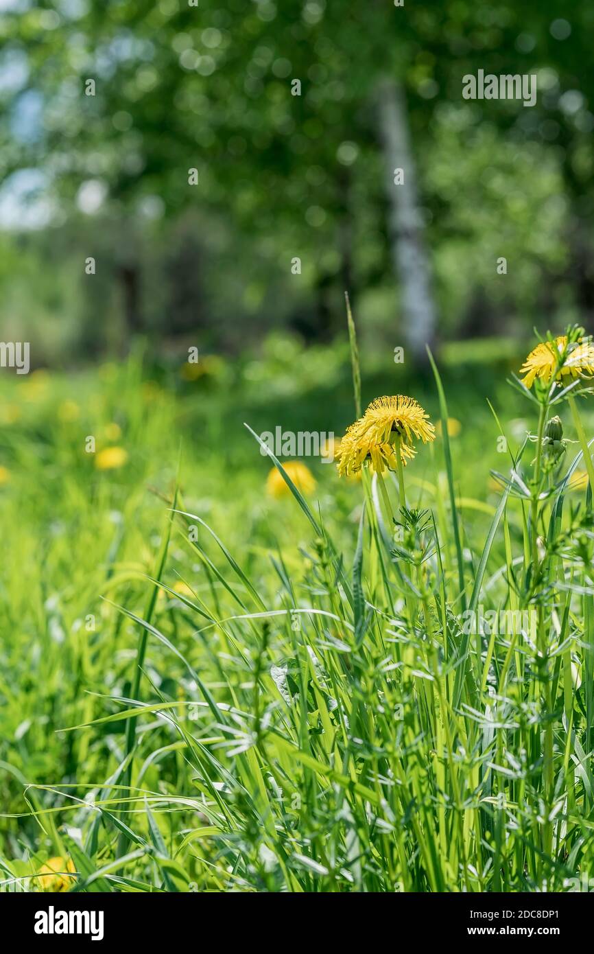 Feder. Leuchtend blühende gelbe Löwenzahn im grünen Gras, Waldlichtung. Sonniger Tag, verschwommener Geburtshintergrund Stockfoto