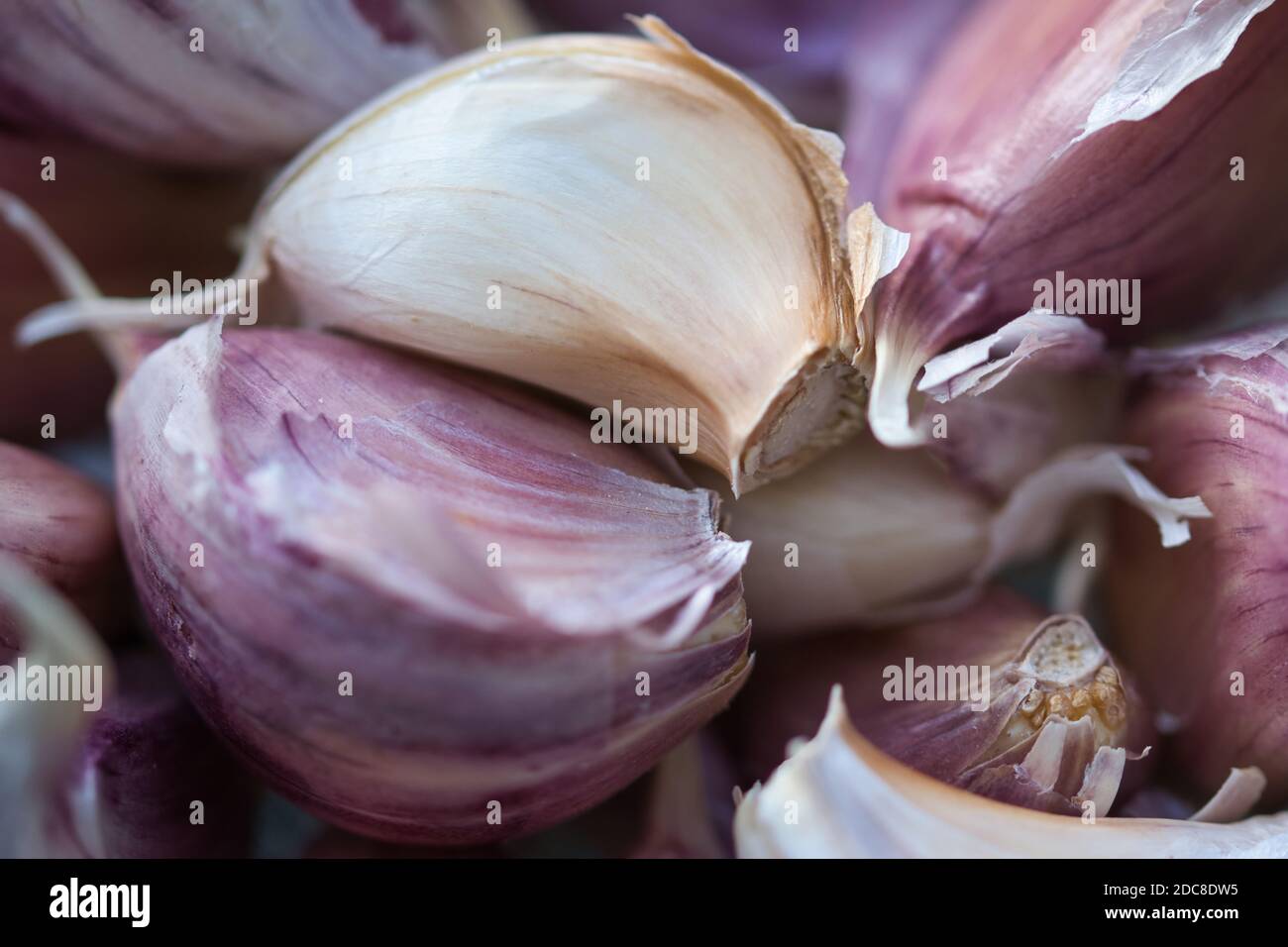 Weiße und violette Knoblauchzehen Textur, detaillierte Nahaufnahme Vollformat Lebensmittel-Backround Stockfoto