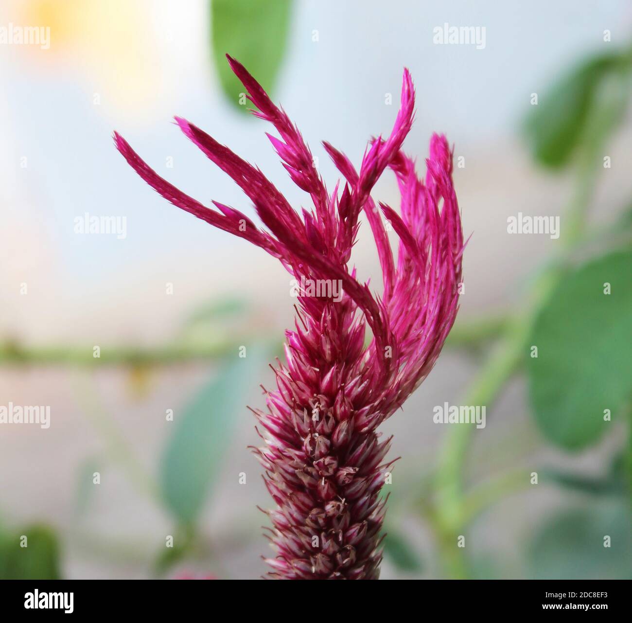 Nahaufnahme von Celosia cristata Pink, Samtblume in einem Garten Stockfoto